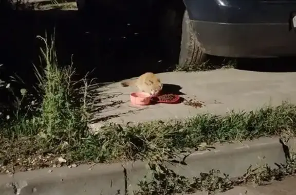 Найдена кошка, Рязань, фото: Найдена кошка, Рязань, 2-я Новоселковская, д. 6к1 — рыженький котёнок, 3–4 месяца