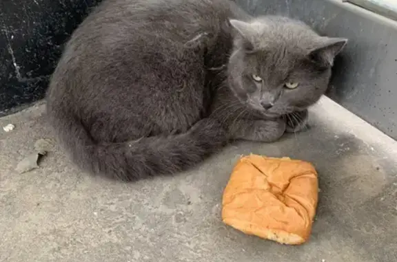 Найдена кошка, Люберцы, фото: Найдена кошка, Люберцы, Новорязанское, д. 1Г — красивый кот