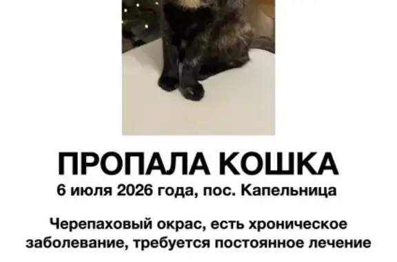 Пропала кошка, Жилой район Капельница (поселок Иноземцево), Железноводск — черепаховый окрас - photo