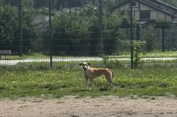 Найдена собака, Видное, фото: Найдена собака, Поселок городского типа Дрожжино (г Видное), Новое, д. 7 2, Видное — с поводком и ошейником