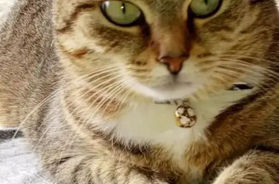 Кошки потеряшки, Елец, фото: Потеряшка кошка, Костенко, д. 58А, Елец — тигровый окрас, отзывается на Клео