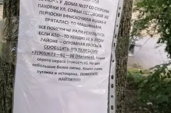 Пропала кошка, Район Советский (г Тула), С.Перовской, д. 37, Тула - photo