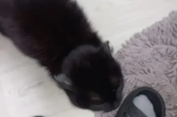 Найденные животные Верхняя Пышма, фото: Найдена кошка, Чкалова, д. 50, Верхняя Пышма — чёрная с белым треугольником, около 4 месяцев