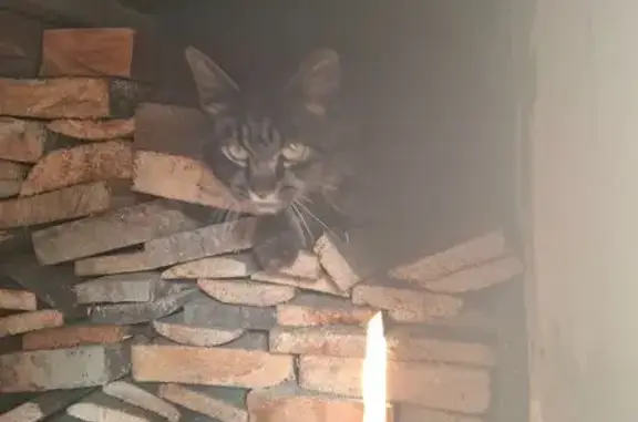 Найдена кошка, Максимовщина, фото: Найдена кошка, Село Максимовщина, Южная, Максимовщина — молодая, ласковая, пегая