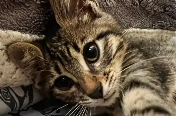Найдена кошка, Симферополь, фото: Найдена кошка, Симферополь, Спартака, д. 12 — домашний, игривый, на лоток пошёл сразу