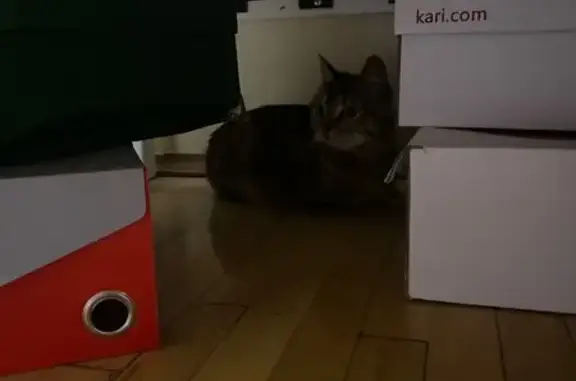 Найдена кошка, Москва, фото: Найдена кошка, Район Южное Тушино (г Москва), Сходненская, д. 56, Москва — полосатый котёнок, 6 месяцев