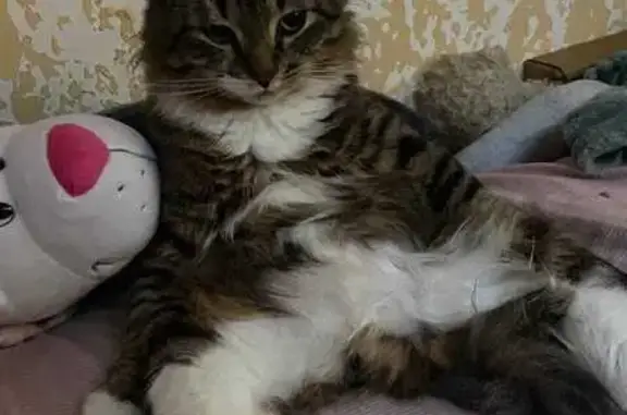 Пропала кошка, Санкт-Петербург — очень домашний кот - photo