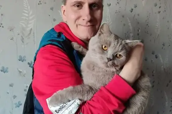 Пропала кошка, Деревня Коленец — британец, коричневые глаза - photo