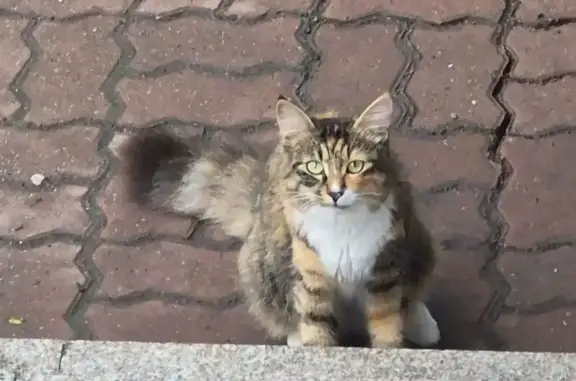Найдена кошка, Уссурийск, фото: Найдена кошка, Некрасова, Уссурийск — молодая, не боится людей