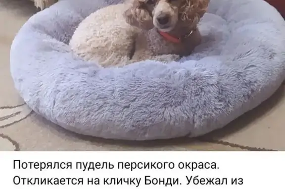 Пропала собака, Село Большое Аксаково, Речная, д. 1 — пудель персикового цвета, кличка Бонди - photo