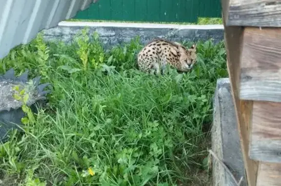 Найдена кошка, Бийск, фото: Найдена кошка, Бийск — сервал