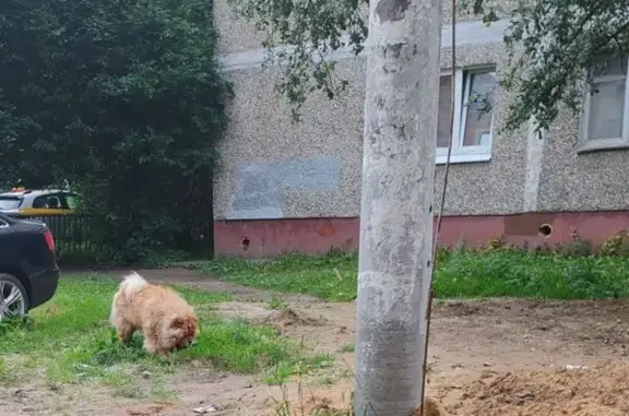 Объявления о пропавших и найденных животных, Подольск, фото: Собака ищет дом, Подольск, Правды, д. 15 — спокойная, пугливая
