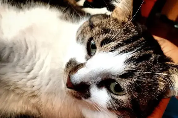 Пропала кошка, им. Губкина, д. 15, Волгоград — кастрирован, сын открыл дверь и он выбежал - photo