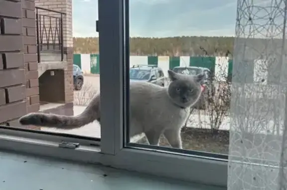 Пропала кошка, Деревня Новолисиха, Суханова, д. 7, Новолисиха — розовый ошейник, светло-голубые глаза - photo