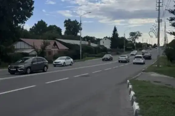 Найдена собака, Белгород, фото: Найдена собака, Красноармейская, Белгород — клейма нет