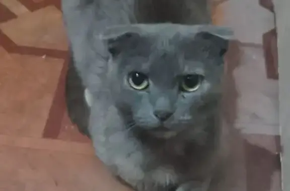 Найдена кошка, Таганрог, фото: Найдена кошка, Таганрог, Фрунзе, Таганрог — серая, вислоухая, очень худая