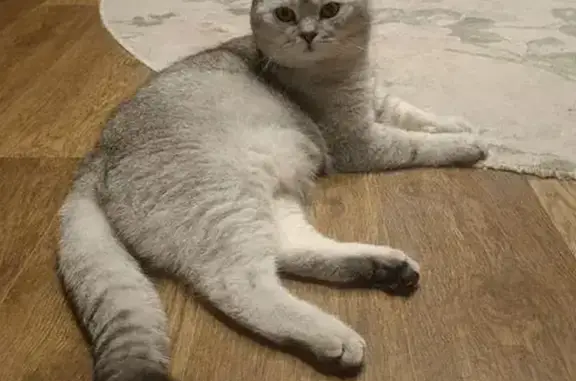 Пропала кошка, Поселок Прудный, Тополиная, Прудный — любимый кот Томас - photo