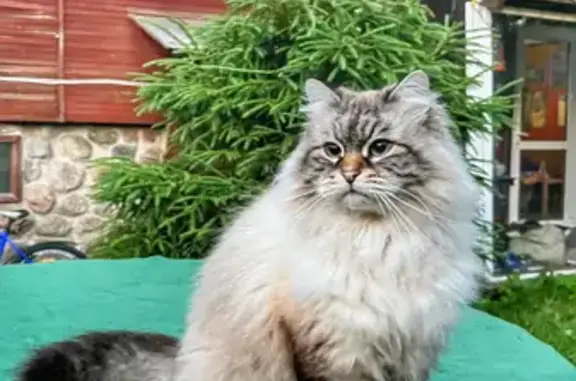 Кошки потеряшки, Сосново, фото: Потеряшка кошка, Дачный поселок Массив Орехово-Северное ДПК Кировского р, 14-я линия, Сосново — сибирская невская маскарадная