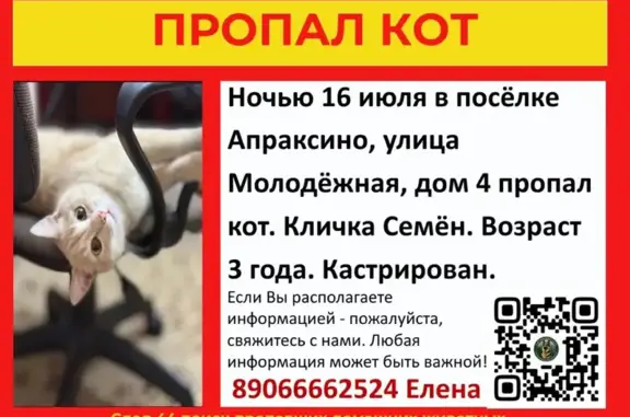 Пропала кошка, Апраксино - photo