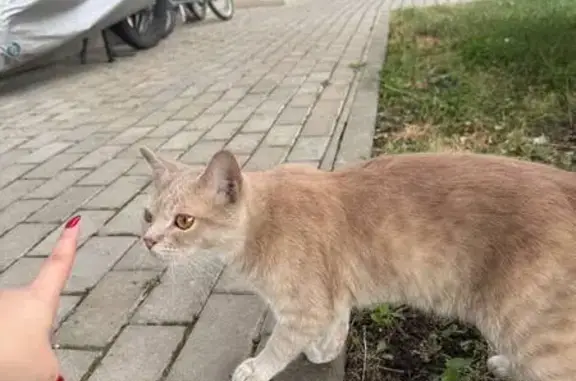 Найдена кошка, Краснодар, фото: Найдена кошка, улица Старокубанская 2/23, ЖК Фонтаны, Краснодар — рыжая, домашняя