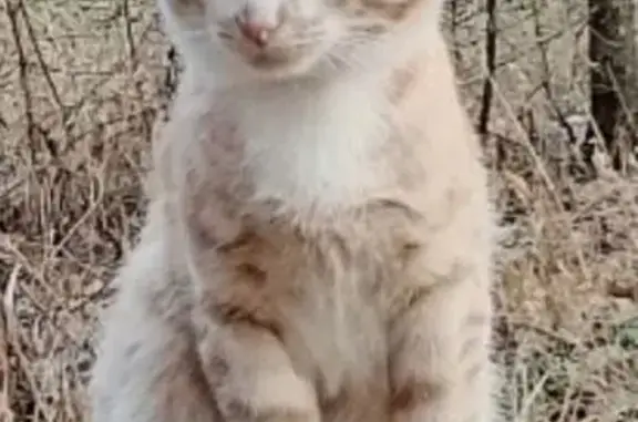 Пропала кошка, Бубнова, д. 34, Аткарск — домашний кот 7 лет, Санни - photo