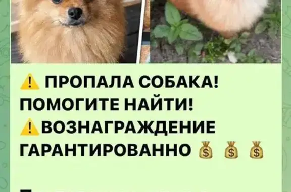 Пропала собака, Станица Курская, Курская — рыжая, мини шпиц, 8 мес - photo