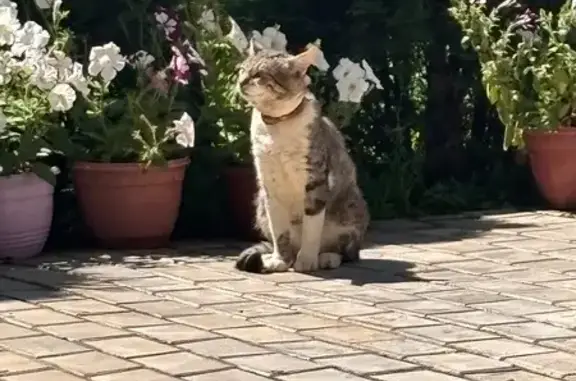 Найдена кошка, Можайск, фото: Найдена кошка, Село Старое Село (г Можайск), Можайск — в ошейнике, очень разговорчивая