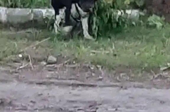 Найдена собака, Архангельск, фото: Найдена собака, Архангельск, Ленинградский, д. 3 — чёрно-белый маленький кобель