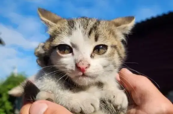 Найдена кошка, Чита, фото: Кошка ищет дом, Чита — 3 котёнка, мальчики, 1.5–2 месяца