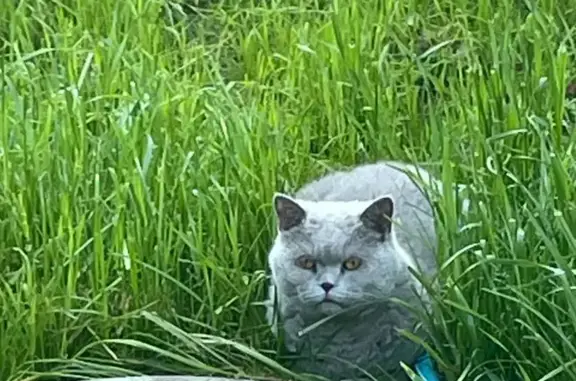 Пропала кошка, Туймазы, Комсомольская, д. 1а — серый окрас, пушистая - photo