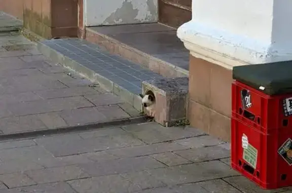 Найдена кошка, Смоленск, фото: Найдена кошка, Смоленск, Ленина, д. 16 — котёнок, на вид около 3 месяцев