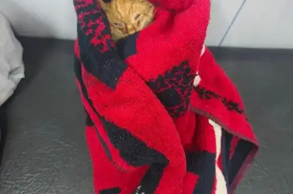 Кошка ищет дом, Нагатинская, Москва — котёнок девочка, персиковый окрас, зелёные глаза - photo
