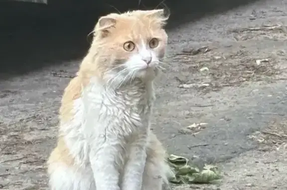 Найдена кошка, Воронеж, фото: Найдена кошка, Чебышева (Машмет), Воронеж — домашняя, есть след от ошейника