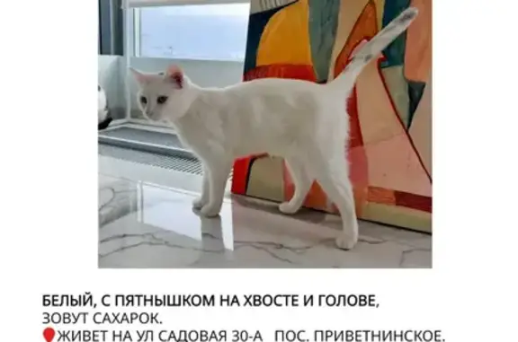 Пропал кот, Поселок Приветнинское, Садовая, Приветнинское — белый крупный, мраморные пятнышки на хвосте и голове - photo