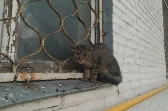 Найдена кошка, Москва, фото: Найдена кошка, Район Лефортово (г Москва), Душинская, д. 4, Москва — шипит, сидит на подоконнике