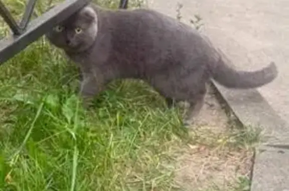 Найдена кошка, Ставрополь, фото: Найдена кошка, Андреевская, д. 6, Ставрополь — британка, домашняя