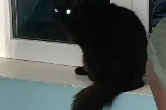 Найдена кошка, Сургут, фото: Найдена кошка, Сургут, Ленина, д. 54 — чёрная, длинношёрстная, с зелёными глазами