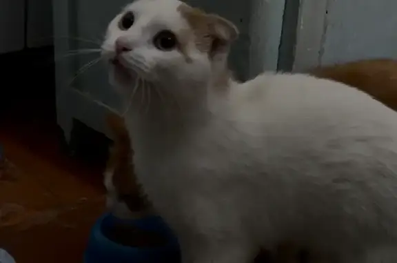Пропала кошка, Некрасова, Лабинск — одно ухо белое, второе жёлтое - photo