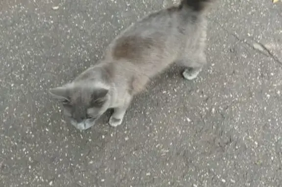 Найдена кошка, Самара, фото: Найдена кошка, Район Советский (г Самара), Аэродромная, д. 89, Самара — очень ласковая, очень худая