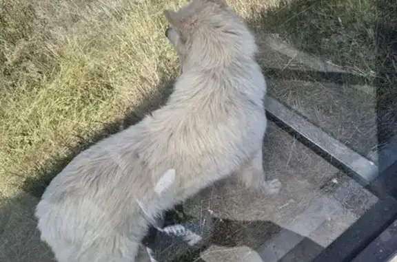 Найдена собака, Нижний Новгород, фото: Найдена собака, Деревня Кусаковка (г Нижний Новгород), Нижний Новгород — белый пушистый пёс в ошейнике