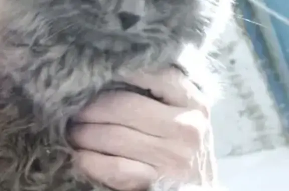 Найдена кошка, Волгоград, фото: Найдена кошка, Район Тракторозаводский (г Волгоград), им. Батова, д. 10, Волгоград — очень ласковая, мурчит