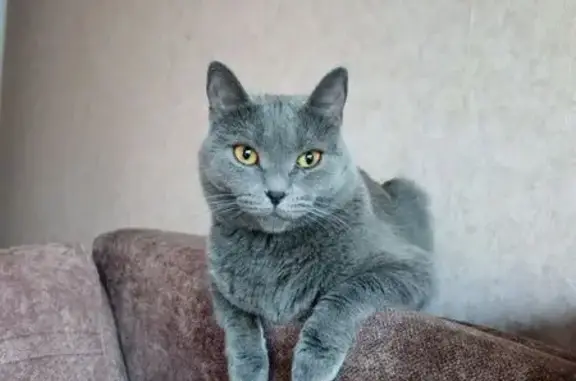 Пропала кошка, Новосибирск, Русская, д. 9 — серая, выпрыгнула с 1 этажа - photo