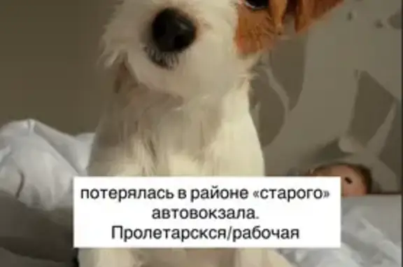 Пропала собака, Тамбов, Рабочая, д. 129 — очень добрая и ласковая, откликается на кличку Хани - photo