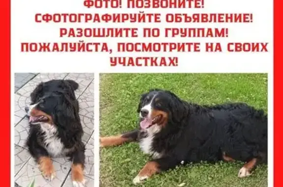 Пропала собака, Село Никулино (г Раменское), Раменское — боится всего и всех - photo