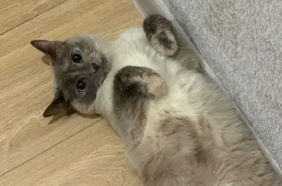 Кошки потеряшки, Воронеж, фото: Потеряшка кошка, Воронеж — пугливая, большие голубые глаза
