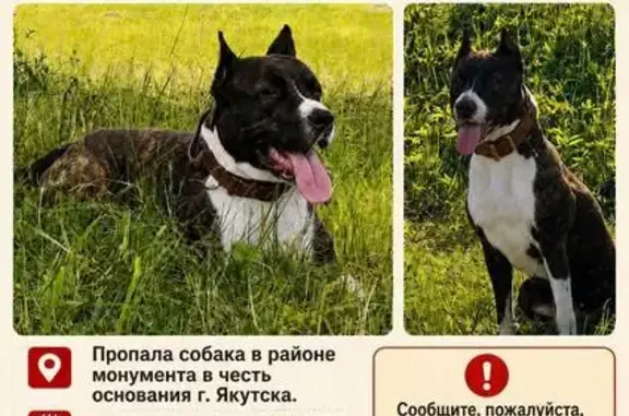 Пропала собака, Якутск, Аммосова, д. 1 1 — тигровый с белым, была со второй собакой - photo