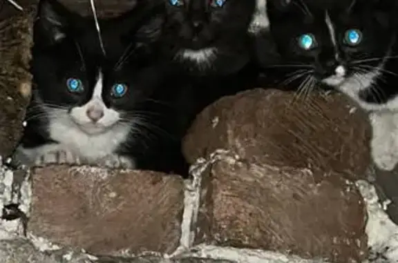 Кошка ищет дом, Фестивальная, Москва — черно-белые котята 3–4 месяца - photo