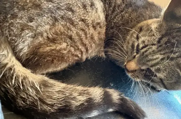 Найдена кошка, Каменка, фото: Найдена кошка, Каменка, Гагарина — жива, после ДТП, у ветеринара