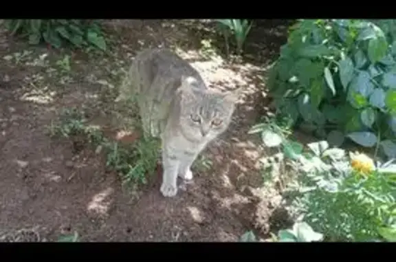 Кошки потеряшки, Оренбург, фото: Кошка ищет дом, Оренбург — ласковая, дружелюбная, бывшая домашняя