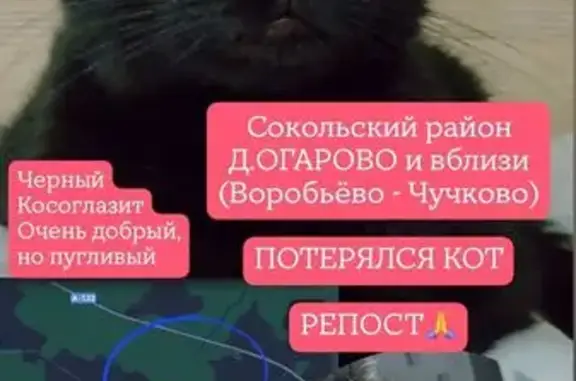 Пропала кошка, Деревня Притыкино, Сокол — косоглазит, напугана - photo